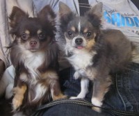 /album/vasi-nasi-psi-/img-0276-jpg/