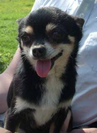 Waldemar z České země